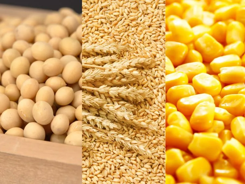 Nông sản 17/06: Động thái từ Trung Quốc 